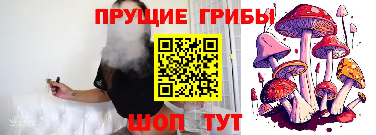 Псилоцибиновые грибы Psilocybe Сосновый Бор